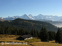 F032359: Trogenalp im Herbst, Wälder, Berner Alpen