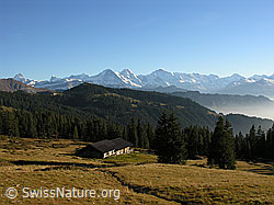 F032362: Herbstlandschaft mit Wald und Berner Alpen