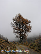 F032742: Herbstliche Lärche bei trübem Wetter