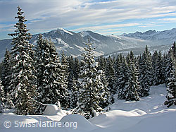 F032860: Hagleren, Nünalpstock, verschneiter Bergwald