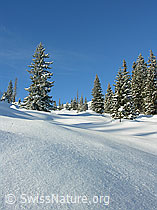 F032888: Schneebedeckter Alpweide und Bergwald