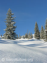 F032889: Lichter Bergwald und unberührte Schneedecke