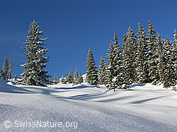 F032891: Unberührte Winterlandschaft in der Schrattenfluh