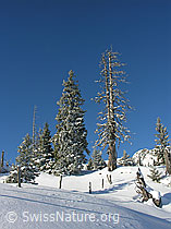 F032904: Zaun und Tannen an der Waldgrenze