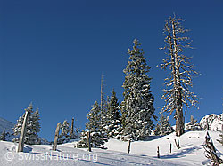 F032905: Zaunpfähle und verschneite Tannen
