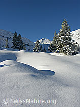 F032907: Winterlandschaft in der Schrattenfluh
