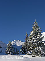 F032909: Schibengütsch und verschneite Tannen