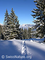 F032974: Schneeschuhspur in sonniger Winterlandschaft