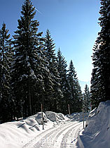 F032980: Schneebedeckter Waldweg