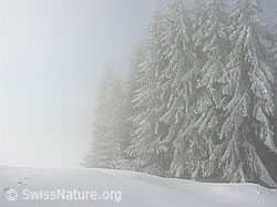 F033040: Tief verschneite Tannen im Nebel