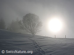 F033052: Schneeschuhspur und Baum im Gegenlicht