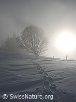 F033054: Schneeschuhspur und Baum bei Nebel