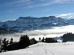 F033074: Wachthubel: Hohgant, Nebelmeer, Spuren im Schnee