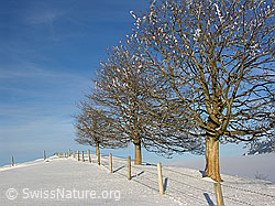 F033114: Winterlandschaft mit Zaun und Obstbäumen