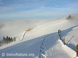 F033126: Spur und Zaun in Winterlandschaft an Nebelgrenze