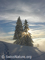 F033130: Stimmungsvolle Winterlandschaft mit Spur und Tannen