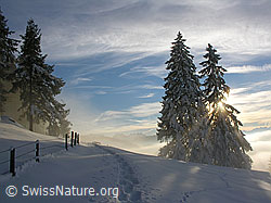 F033132: Winter: Zaun, Spur und Tannen im Gegenlicht