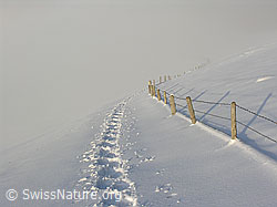 F033134: Schneeschuhspur und Zaun verlieren sich im Nebel