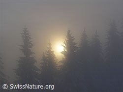 F033140: Abendstimmung bei Nebel: Tannen im Gegenlicht