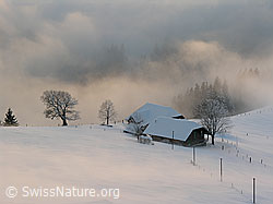 F033162: Nebelstimmung um Bauernhof mit Bäumen im Winter