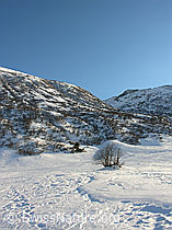 F033334: Strauch, Spuren und Struktur im Schnee