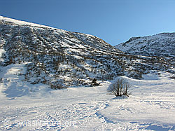 F033335: Winterlandschaft mit Strauch und Struktur im Schnee