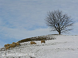 Photo: Weidende Schafe