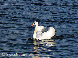 Photo: Stolzer Schwan (Cygnus olor)