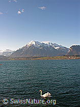 Photo: Thunersee: Niesen und Höckerschwan (Cygnus olor)