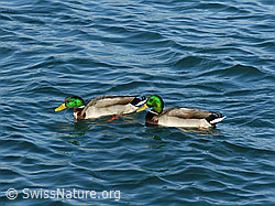 Photo: Stockenten (Anas platyrhynchos)