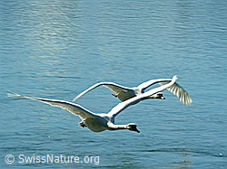 Photo: Fliegende Schwäne (Cygnus olor)