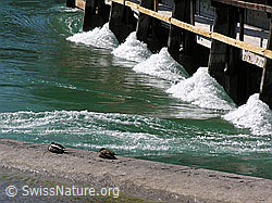 Photo: Thun: Wasserwehr und schlafende Enten (Anas platyrhynchos)