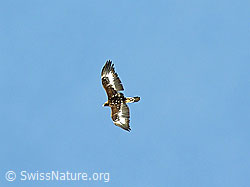 Foto: Steinadler im Flug