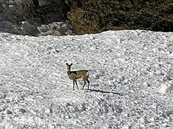 F034266: Reh auf Lawinenkegel