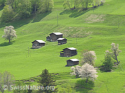 F034875: Ställe auf Hockmatta