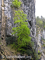 F035131: Buche auf Felsen in der Aareschlucht