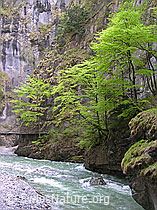F035135: Aareschlucht mit Buchen