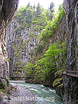 F035138: Aareschlucht: Aare und Buchen
