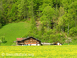 F035150: Oberländer Bauernhof in Meiringen mit Wiese und Wald