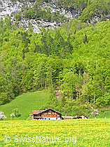 F035151: Oberländer Bauernhof in frühlingshafter Umgebung