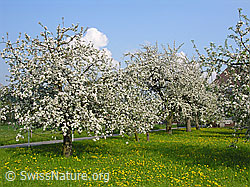 Foto: Blühende Apfelbäume (Malus domestica)