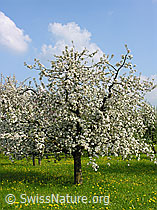 Foto: Blühender Apfelbaum