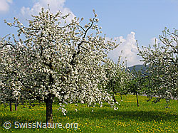 Foto: Blühende Apfelbäume auf Wiese