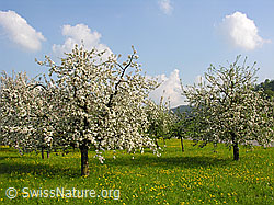 Foto: Blühende Apfelbäume