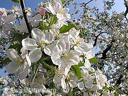 Photo: Blüten des Apfelbaums