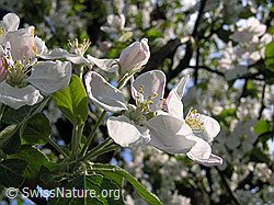 Photo: Blüten des Apfelbaums