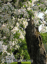 Foto: Stamm und Blüten eines blühenden Apfelbaums