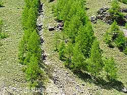 F035841: Lichter Lärchenwald