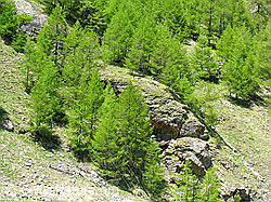 F035842: Lichter Lärchenwald