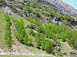 F035844: Lichter Lärchenwald